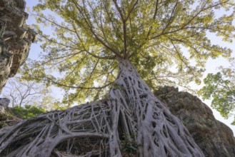 Tetrameles (Tetrameles nudiflora), tree conquers with its roots the ruins of the temple complex of