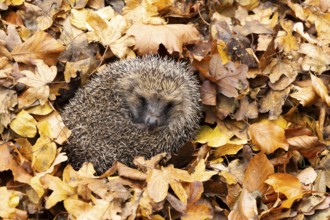 European hedgehog (Erinaceus europaeus) adult animal sleeping on fallen autumn leaves, England,