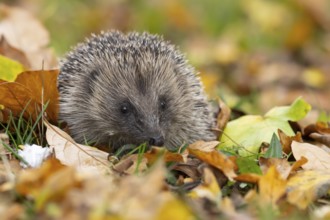 European hedgehog (Erinaceus europaeus) adult animal on fallen autumn leaves on a garden grass
