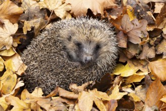 European hedgehog (Erinaceus europaeus) adult animal resting on fallen autumn leaves, England,