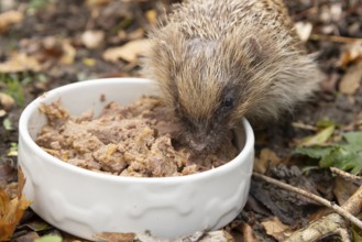 European hedgehog (Erinaceus europaeus) adult animal feeding on food from a bowl in a garden,
