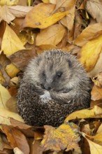 European hedgehog (Erinaceus europaeus) adult animal on fallen autumn leaves, England, United