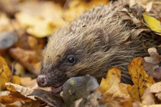 European hedgehog (Erinaceus europaeus) adult animal emerging from fallen autumn leaves, England,