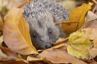 European hedgehog (Erinaceus europaeus) adult animal amongst fallen autumn leaves, England, United