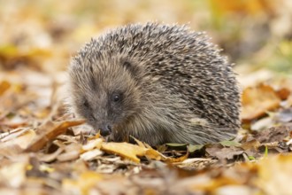 European hedgehog (Erinaceus europaeus) adult animal on fallen autumn leaves, England, United