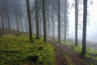 Winterberg, Sauerland, North Rhine-Westphalia, Germany - cloud forest on the hiking trail