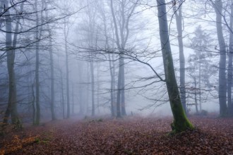 Winterberg, Sauerland, North Rhine-Westphalia, Germany - cloud forest on the Sweden-Steig W1 hiking