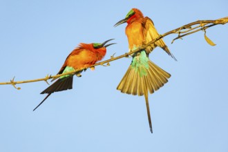 Carmine Bee-eater (Merops nubicus) Courtship behavier South Luangwa NP Zambia August