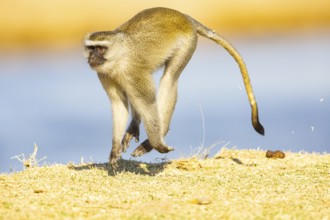 Vervet Monkey (Cercopithecus aethiops) South Luangwa NP Zambia August