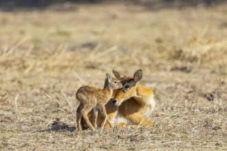 Puku (Kobus vardoni) female with new born fawn Zambia August