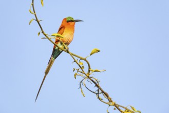 Carmine Bee-eater (Merops nubicus) South Luangwa NP Zambia August