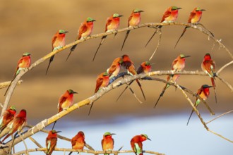 Carmine Bee-eater (Merops nubicus) Gathering at thebreeding ground South Luangwa NP Zambia August