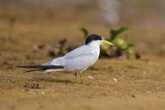 Tern with yellow beak on sandy ground, surrounded by a little green vegetation, Large-billed Tern