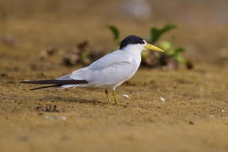 A yellow-billed tern on sandy ground, surrounded by a little green vegetation, Large-billed Tern