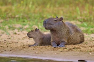 Two capybaras lie on the riverbank and enjoy the peaceful nature, Capybara, capybara (Hydrochoerus