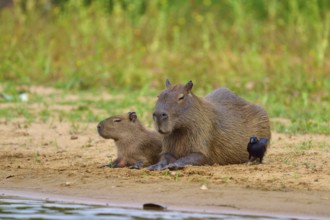 Capybaras lying quietly on the bank, bird near them, Capybara, capybara (Hydrochoerus