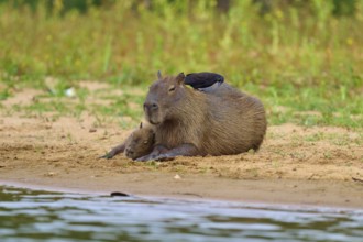 Capybara with closed eyes on the bank, the bird is sitting on its back, Capybara, capybara