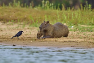 Two capybaras lying on the riverbank next to a bird, surrounded by green vegetation, Capybara,