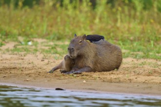 Bird sitting on Capybara on the river bank, peaceful scene in nature, Capybara, capybara