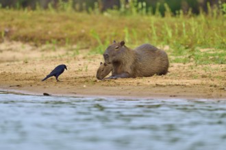 Capybaras resting on the riverbank with a bird, surrounded by nature, Capybara, capybara