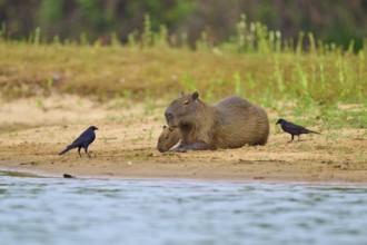 Capybara lying on the bank with birds, creates a relaxed natural atmosphere, Capybara, capybara