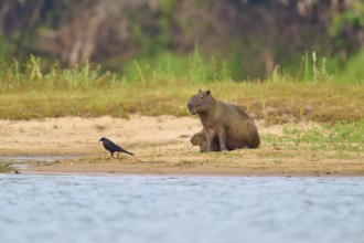 A bird approaches the Capybara family on the sandy bank, Capybara, capybara (Hydrochoerus