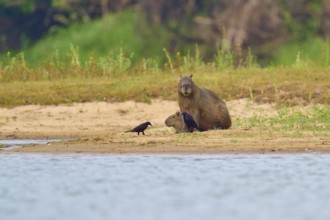 Capybara relaxing on the riverbank with three birds nearby, Capybara, capybara (Hydrochoerus