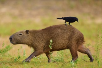A Capybara with a bird relaxing on the riverbank in a natural environment, Capybara, capybara