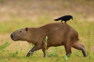 A bird sits on a capybara, surrounded by green nature, Capybara, capybara (Hydrochoerus
