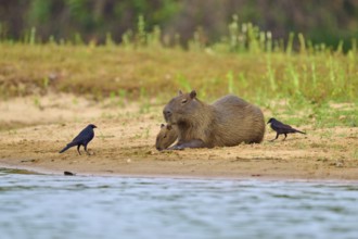 A capybara with a young one and two birds on the riverbank, natural tranquillity, capybara,