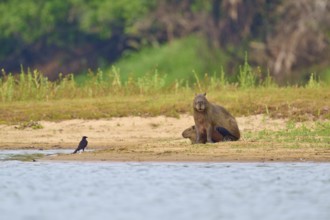 A bird leaps from the back of a walking capybara in the wild, Capybara, capybara (Hydrochoerus