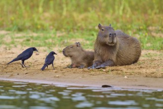 Two birds with Capybara family on the bank, peaceful scenery, Capybara, capybara (Hydrochoerus