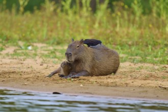 Capybara with bird on the bank, in a relaxed atmosphere, Capybara, capybara (Hydrochoerus