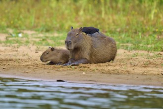 Two capybaras resting on the bank, bird sitting on one of them, capybara, capybara (Hydrochoerus