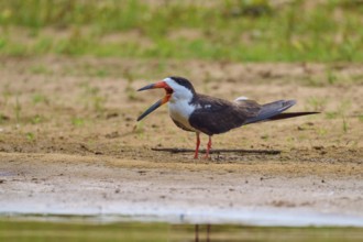 A bird with an open beak stands on a sandy bank with a relaxed atmosphere, Black-mantled
