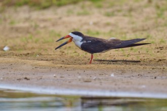 A bird with open beak standing on sandy soil on the bank in a natural environment, Black-mantled
