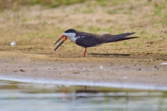 A bird with an open beak stands on the bank of a body of water in a tranquil scene, Black-mantled