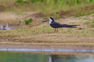 A bird with an open beak stands on a sandy bank in a natural environment, Black-mantled Scissorbill