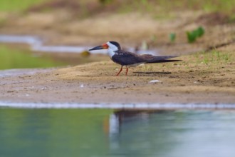 A bird rests on the bank of a body of water, surrounded by calming nature, Black-mantled Skimmer