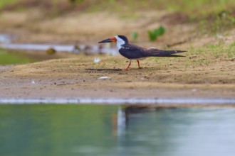 A bird stands on the bank of a body of water, with a calm atmosphere and natural background,