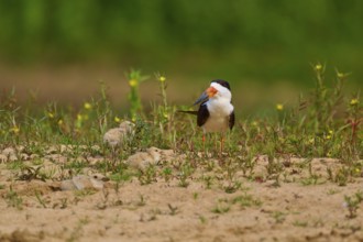 Bird with two chicks on sandy ground with plants, bird standing and looking to the side,