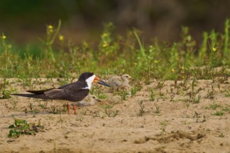 Black bird with two chicks on sandy ground, surrounded by plants, Black-mantled Scissorbill