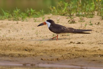 Bird walking along the sandy shore with water and green plants, black-mantled cranesbill (Rynchops