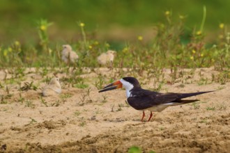 Bird observing chicks on sandy ground, green plants in the background, black-mantled cranesbill