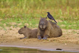 Two Capybaras sitting on the riverbank with a bird, relaxed atmosphere, Capybara, capybara