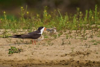 Bird feeding chicks on sandy soil with plants and natural background, Black-mantled Skimmer