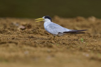 Lateral view of a tern on sandy ground with open beak, large-billed tern (Phaetusa simplex), Rio