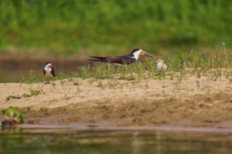 Birds with chicks on a sandy bank with plants in the background, a tranquil river landscape,