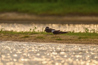 Pair of birds on the shore, glittering water reflections and green background vegetation,