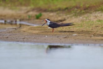 A bird with an open beak on a sandy bank in a natural environment, Black-mantled Scissorbill
